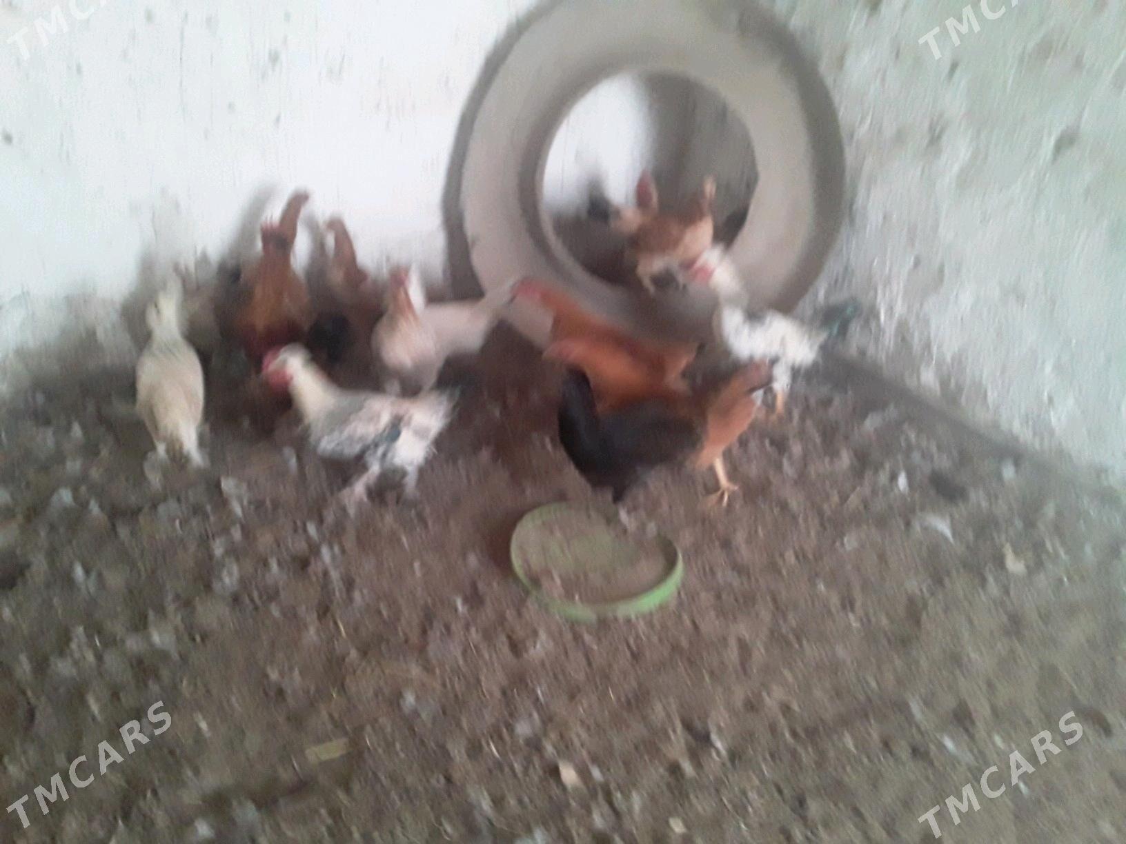 TOWUK - Губадаг - img 5