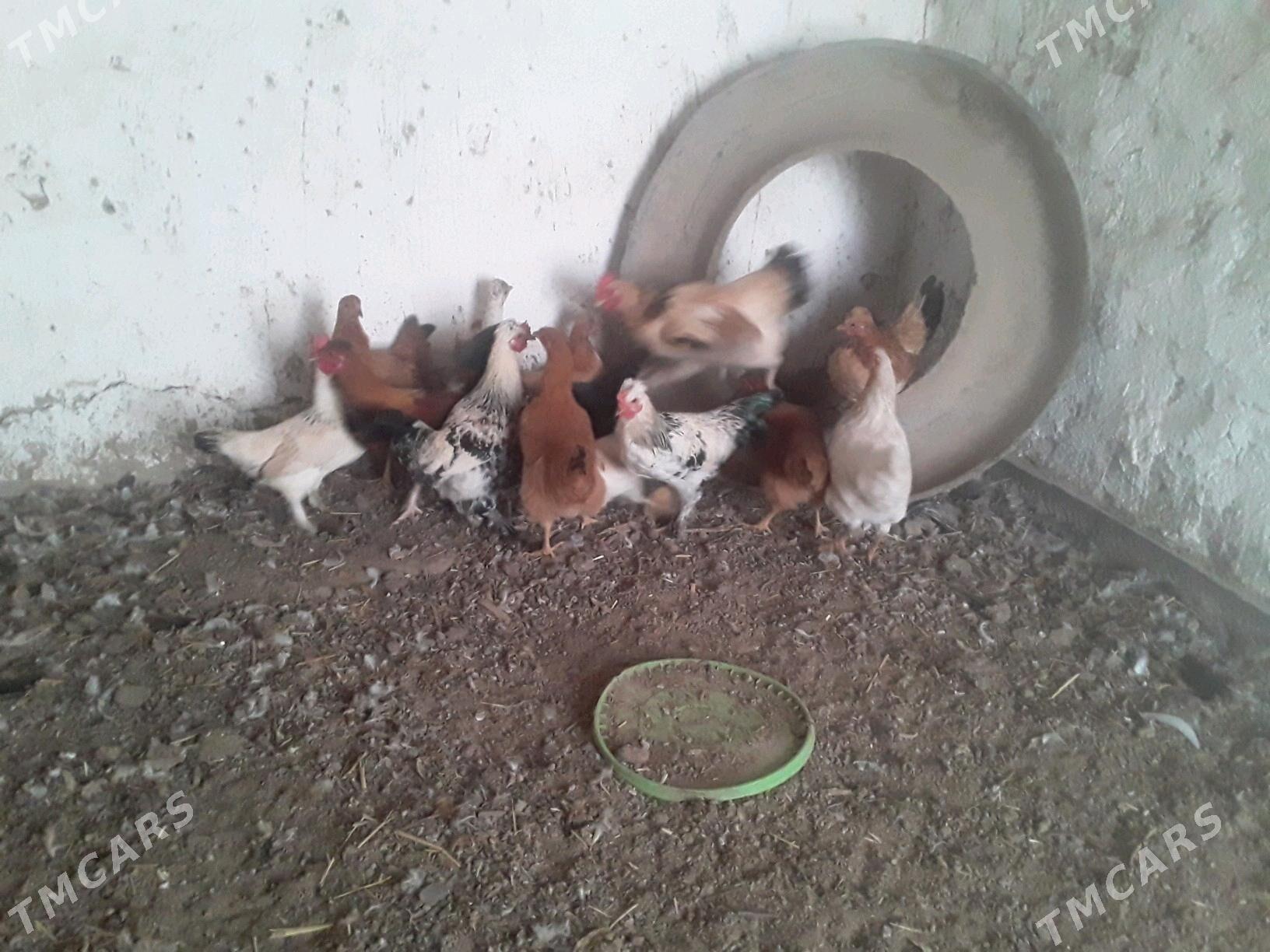 TOWUK - Губадаг - img 4