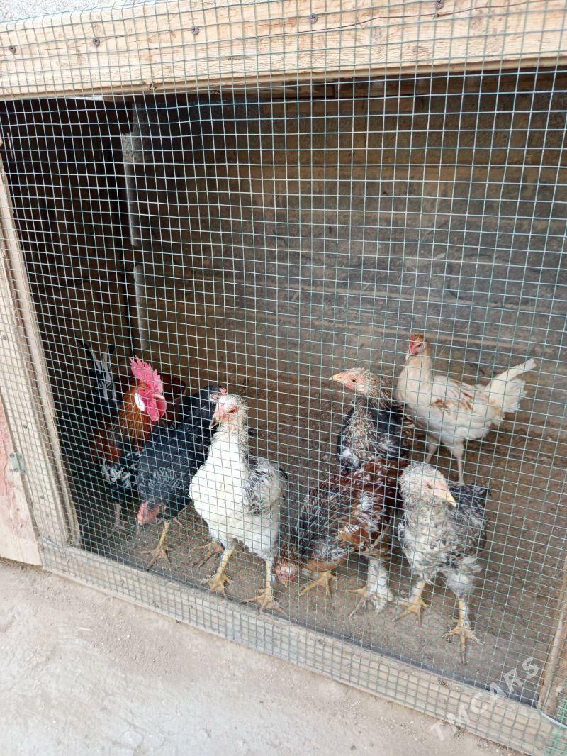 tawuk - Gumdag - img 6