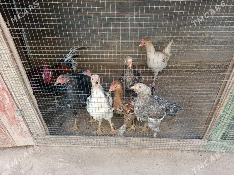 tawuk - Gumdag - img 2