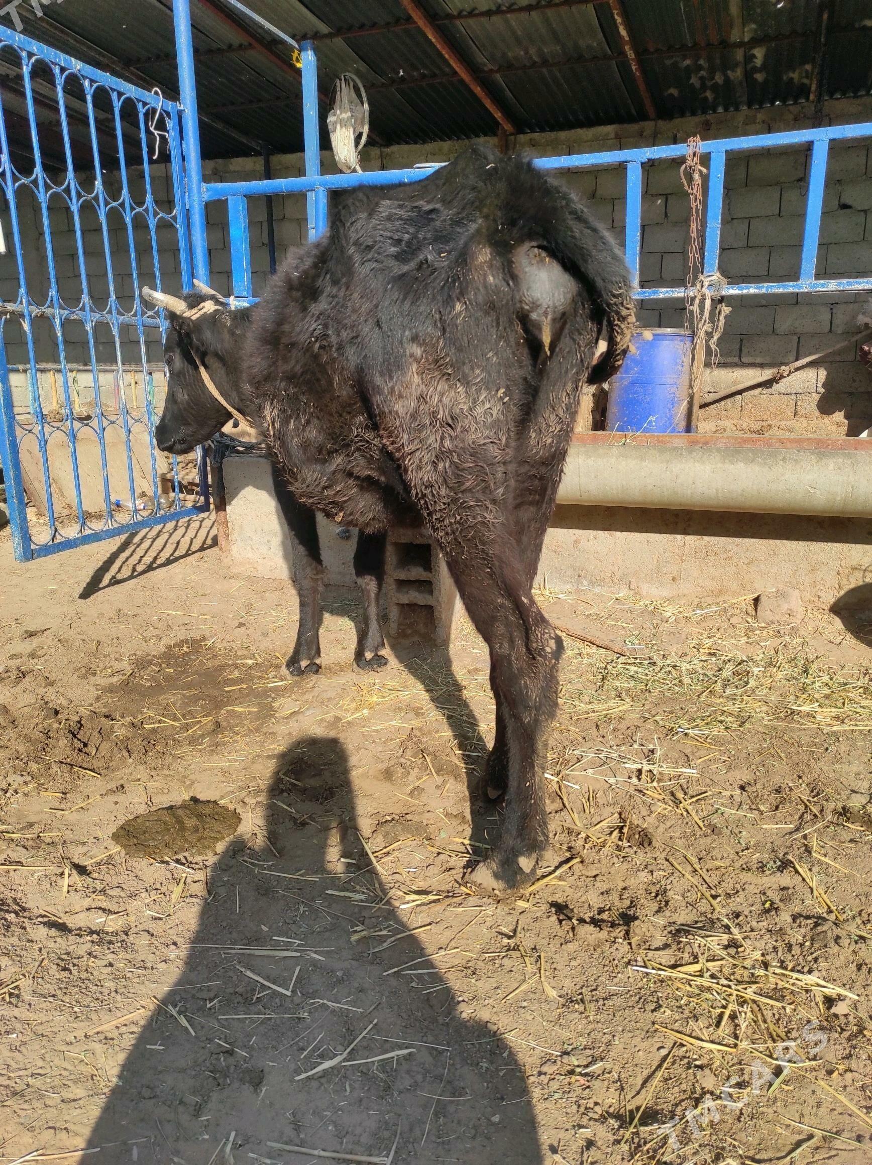 Boğaz - Чоганлы - img 2