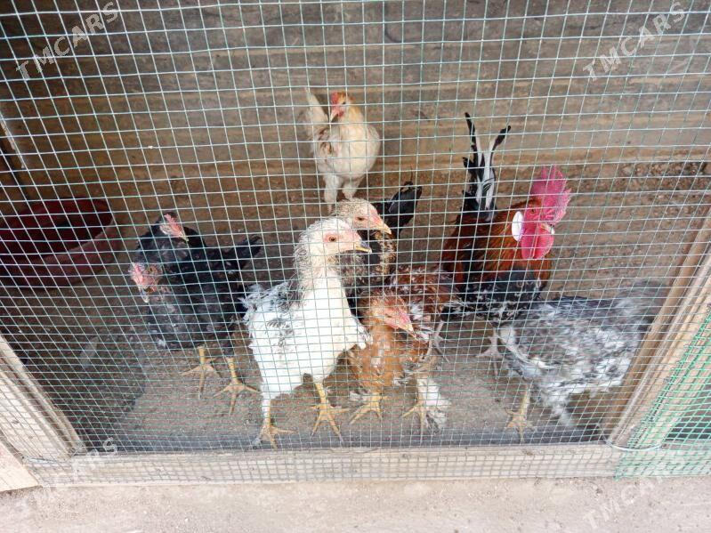 tawuk - Gumdag - img 3