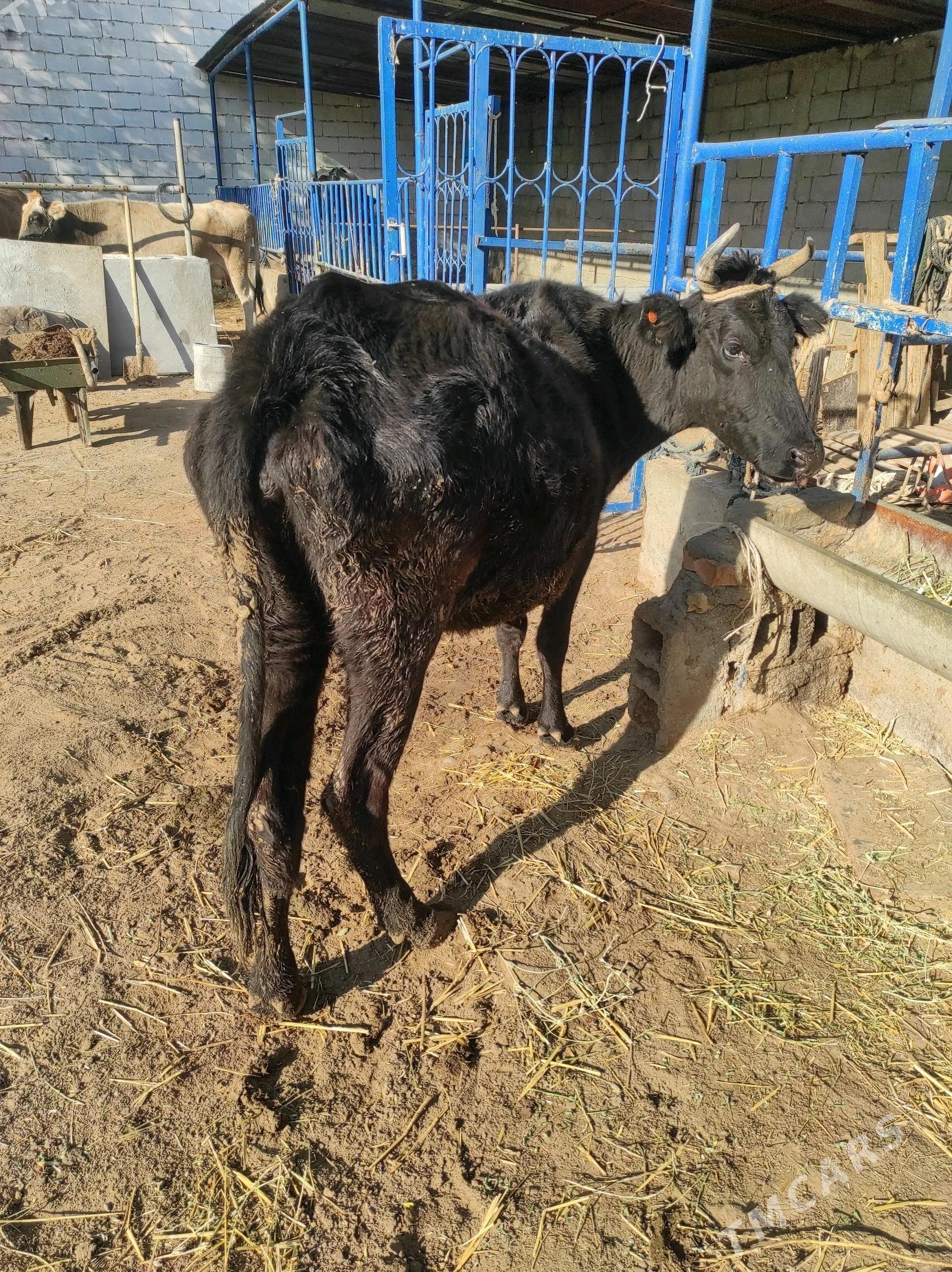 Boğaz - Чоганлы - img 3