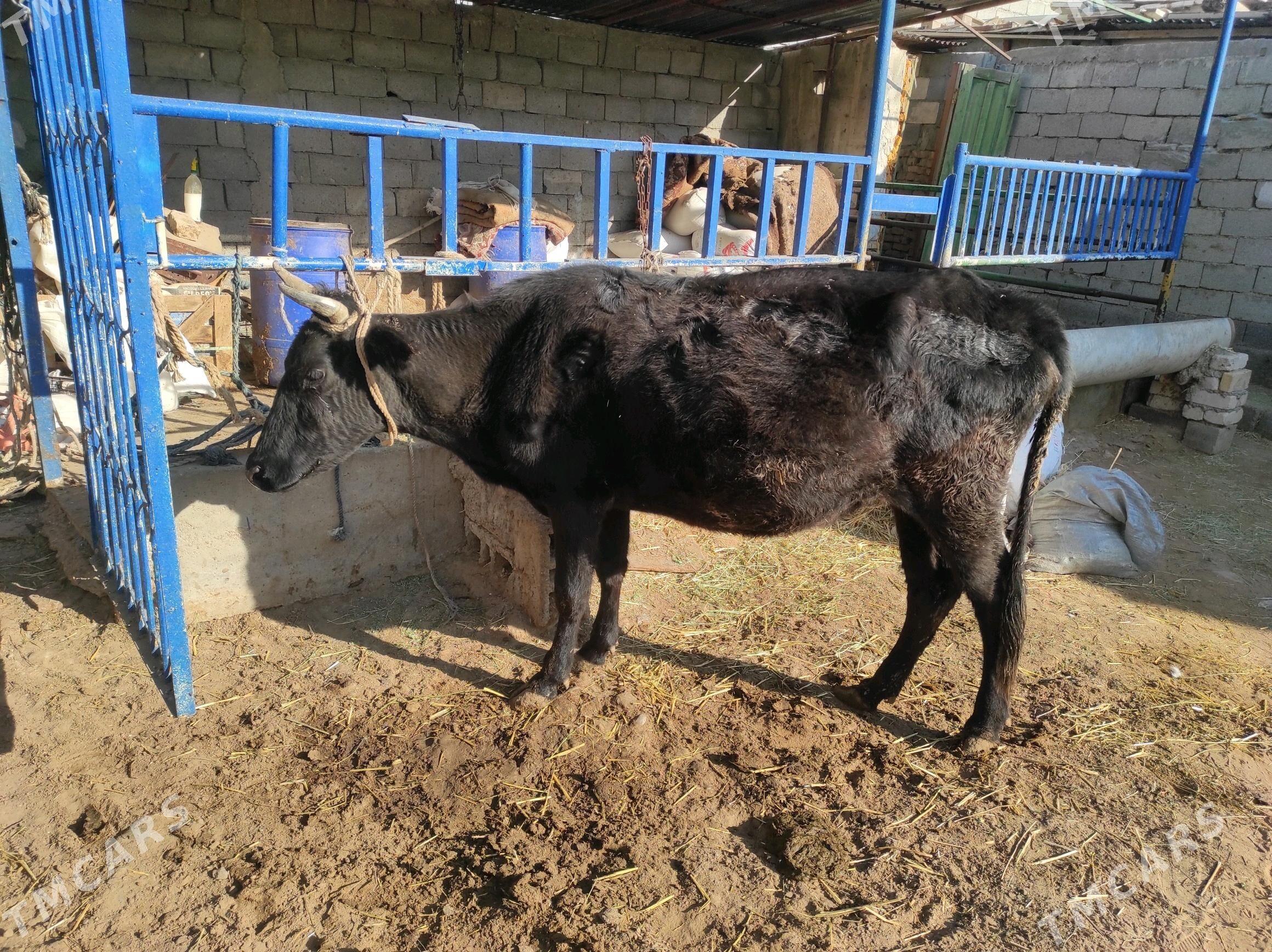 Boğaz - Чоганлы - img 4