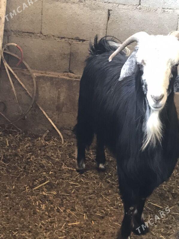 geçi - Bäherden - img 2