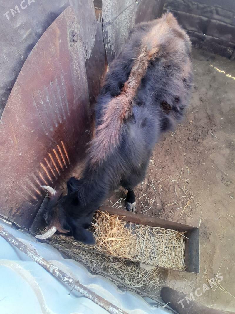 Sygyr - Esenguly - img 2