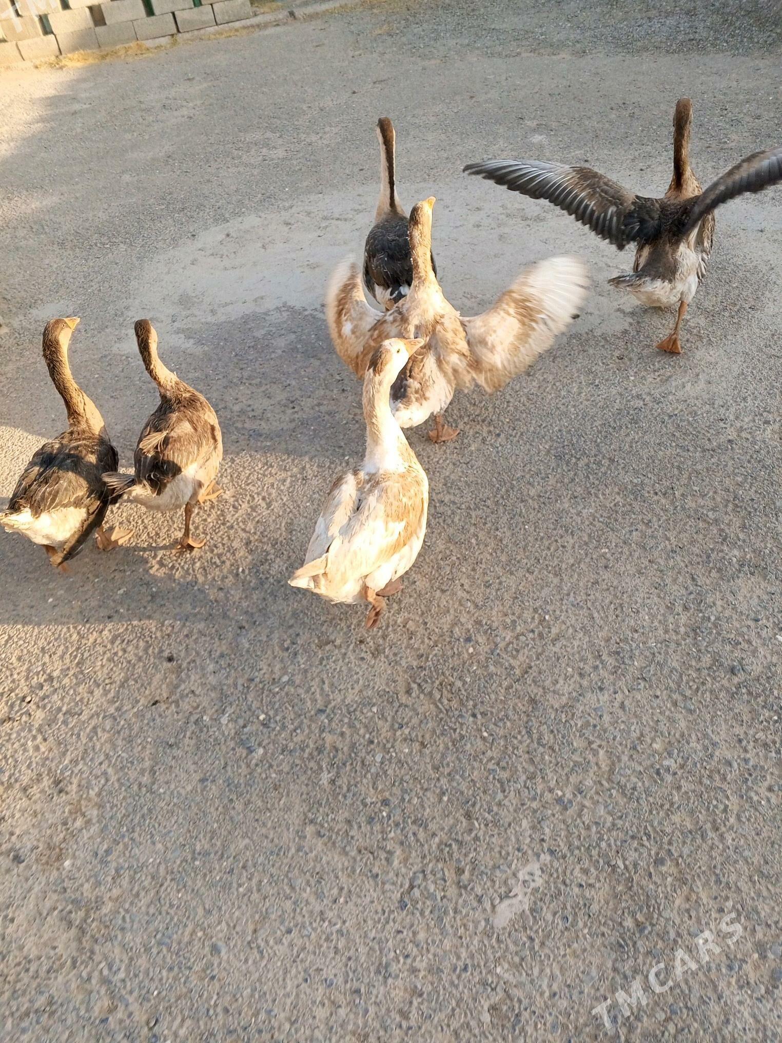 gaz - Ашхабад - img 3