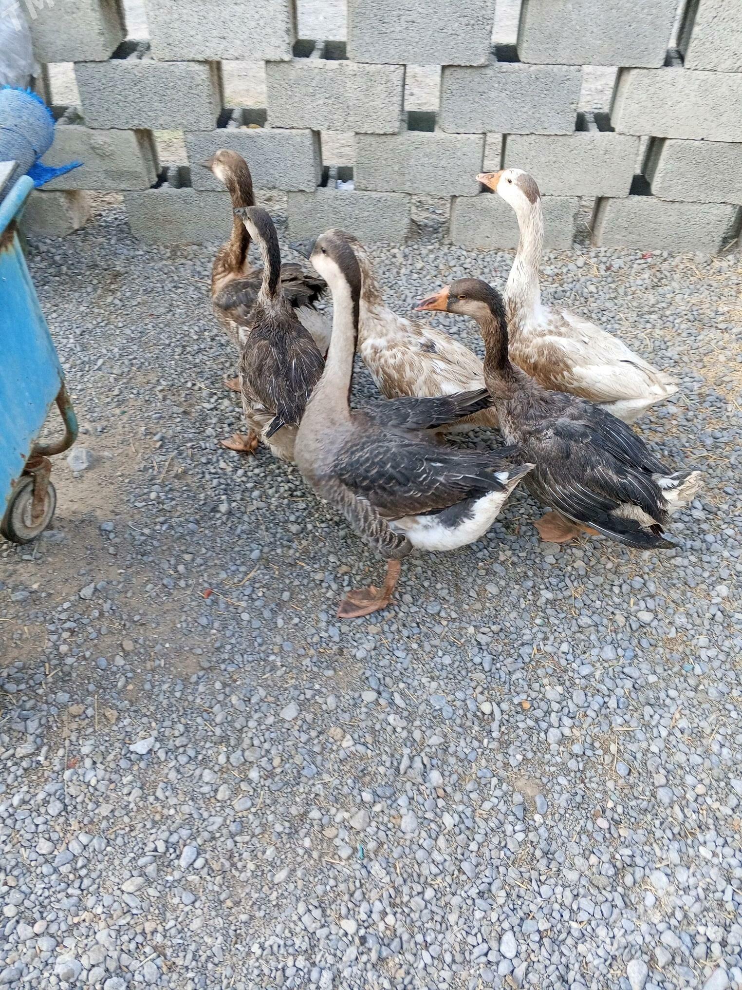 gaz - Ашхабад - img 2