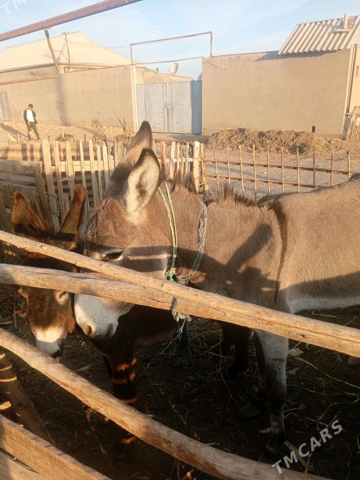 Eşek - Сакарчага - img 2