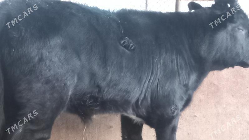 okuz - Gumdag - img 2