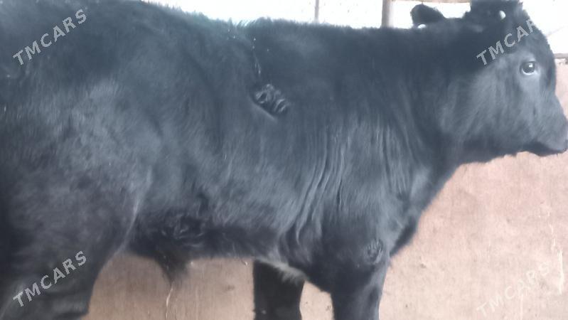 okuz - Gumdag - img 3