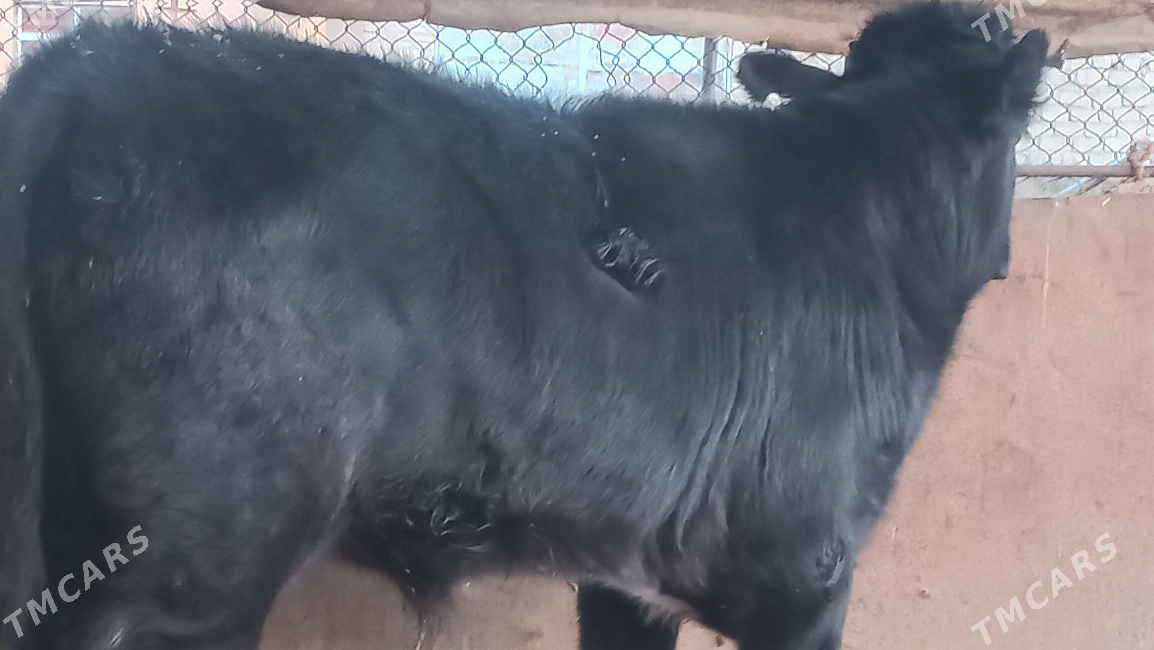 okuz - Gumdag - img 1