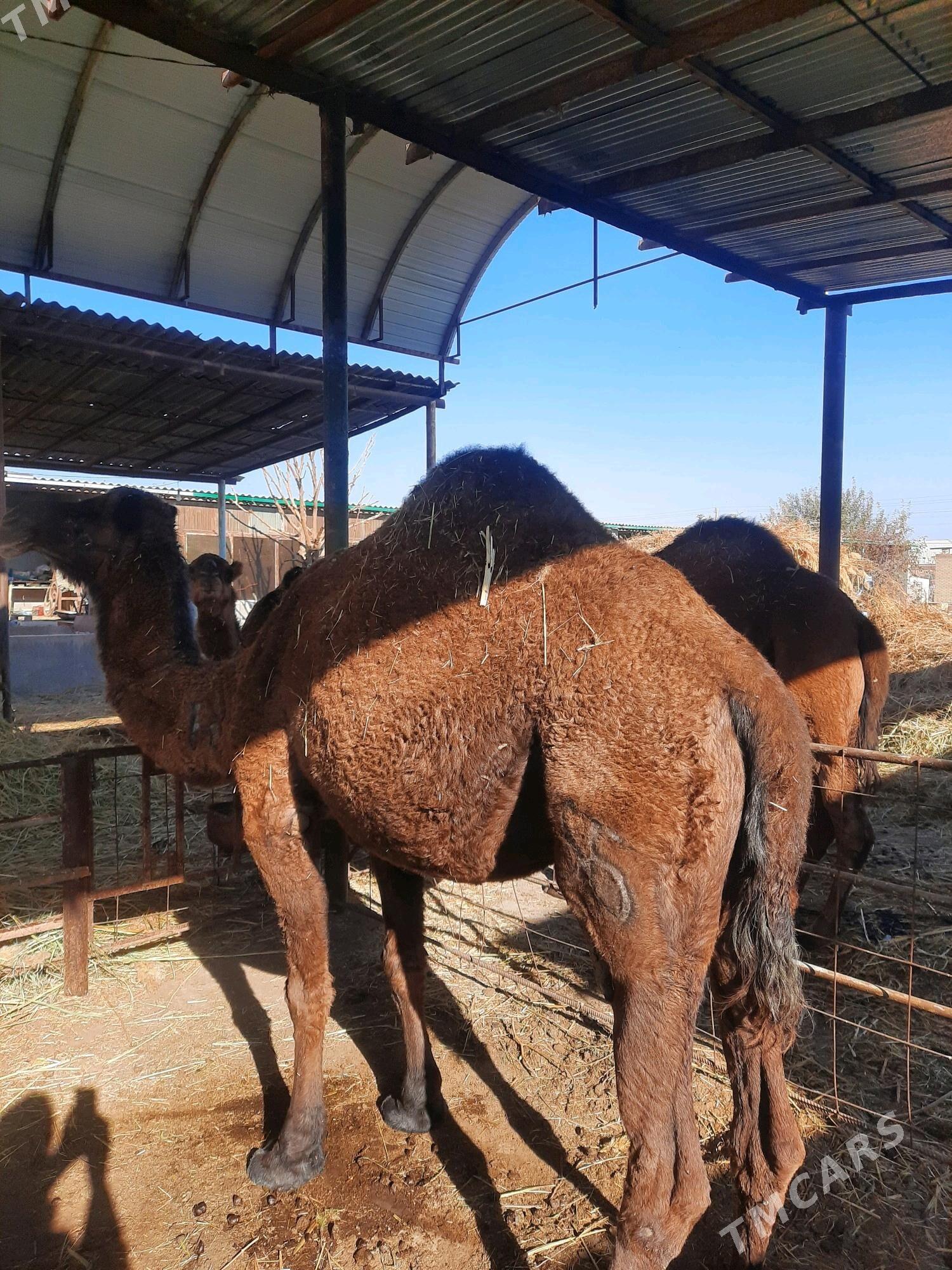 Düýe - Бахарден - img 1