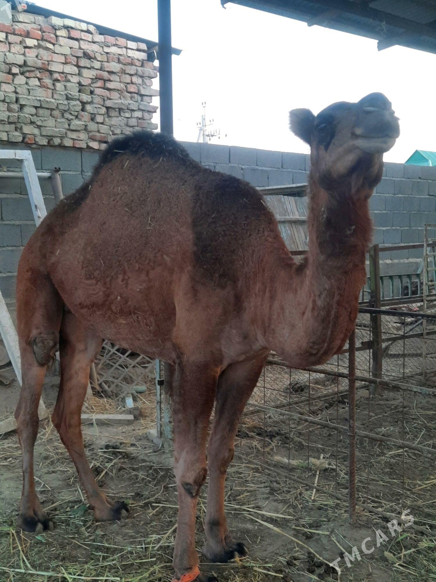 Düýe - Bäherden - img 2