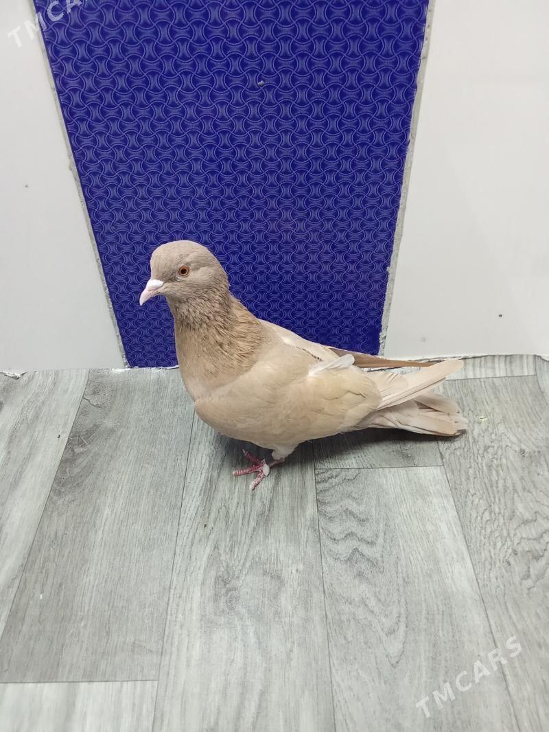 kepderi - Гызыларбат - img 2