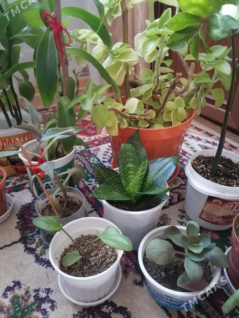 домашние цветы - Ашхабад - img 4