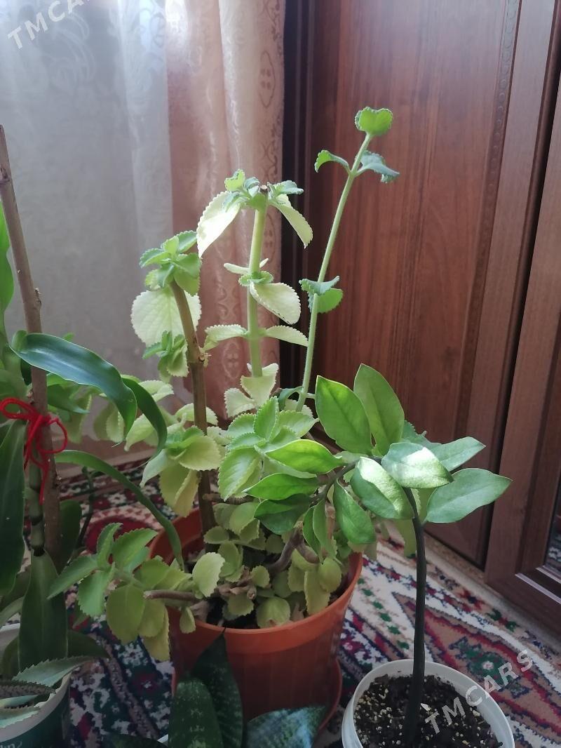домашние цветы - Ашхабад - img 3