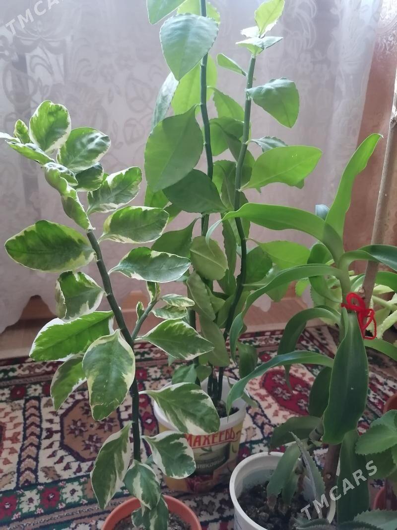 домашние цветы - Ашхабад - img 2