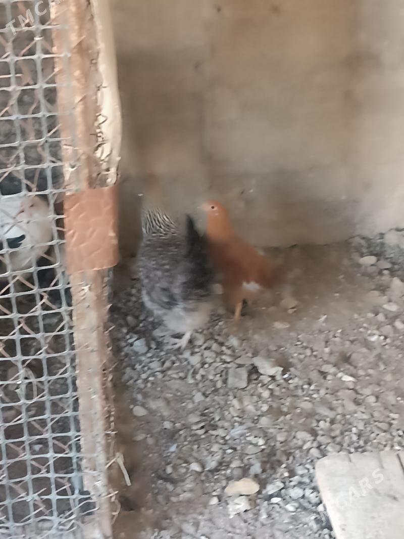 towyklar - Gumdag - img 4