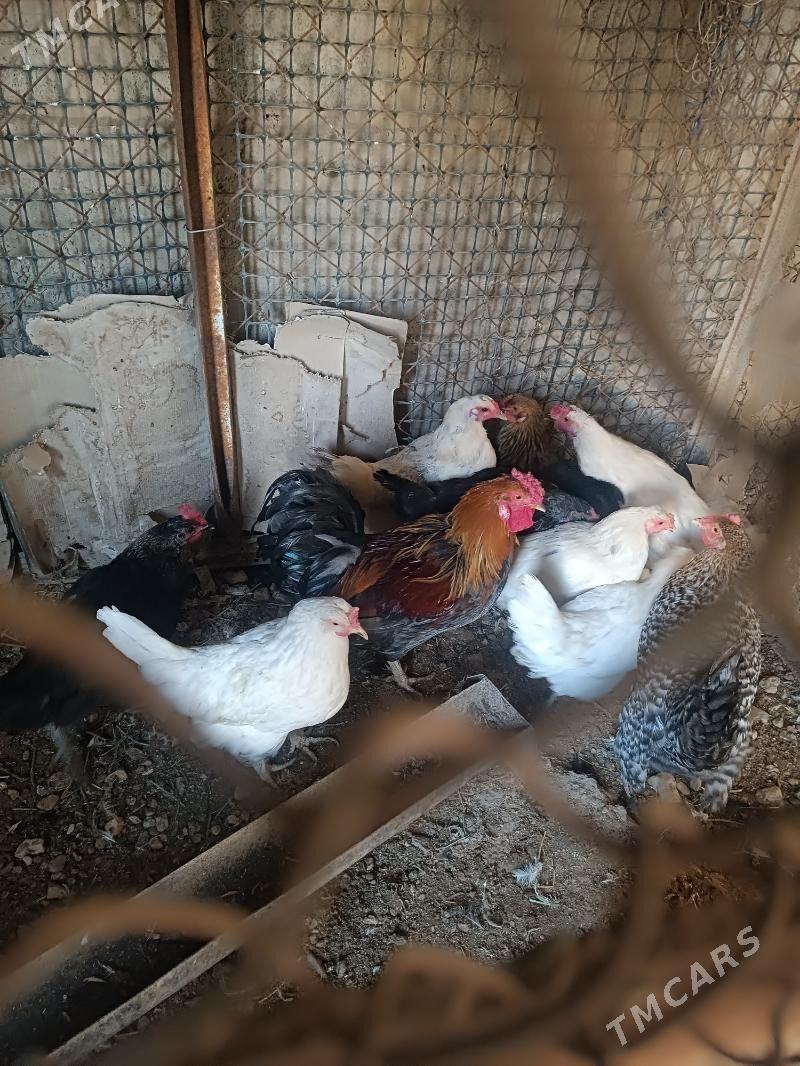 towyklar - Gumdag - img 2