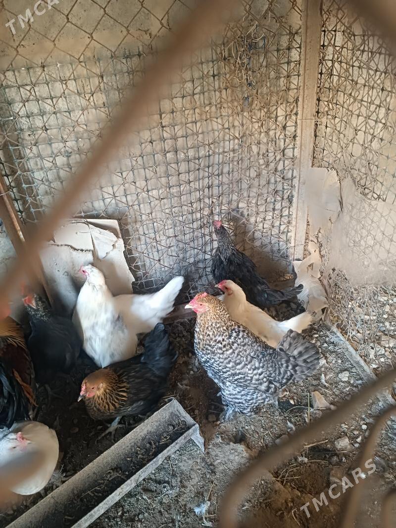 towyklar - Gumdag - img 1