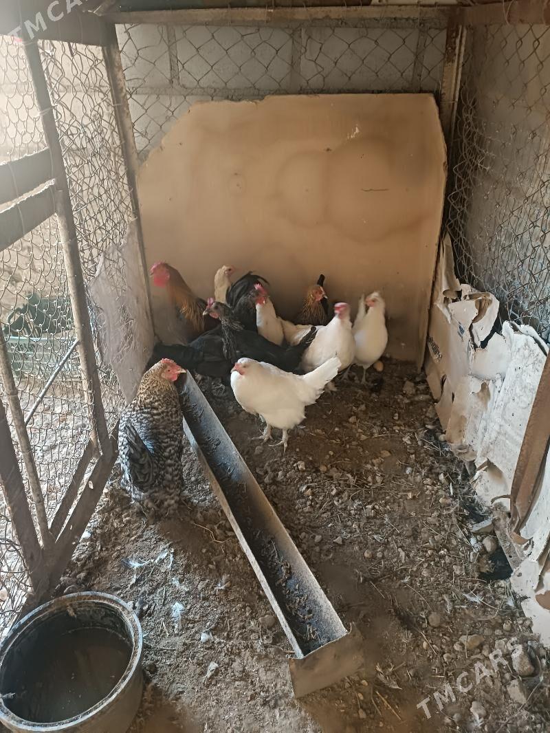 towyklar - Gumdag - img 3