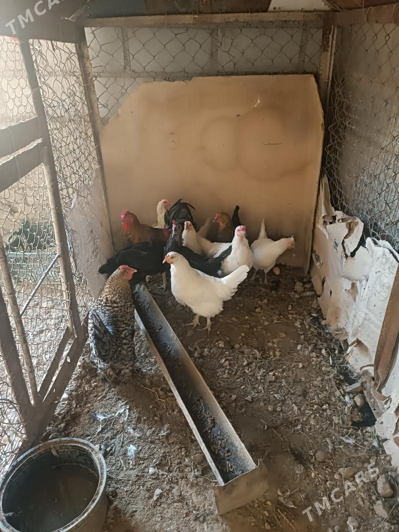 towyklar - Gumdag - img 5