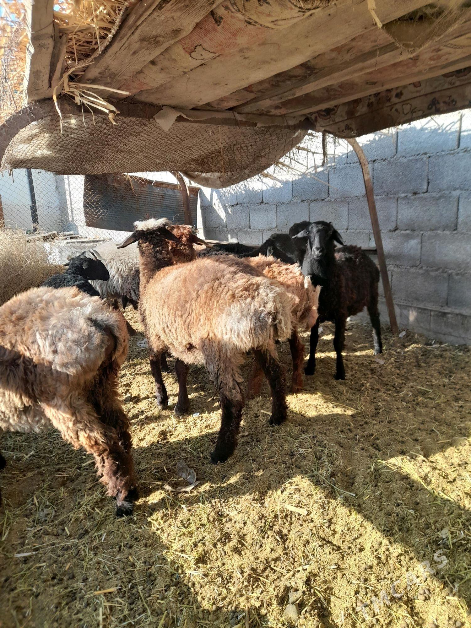 Goýun - Gökdepe - img 3