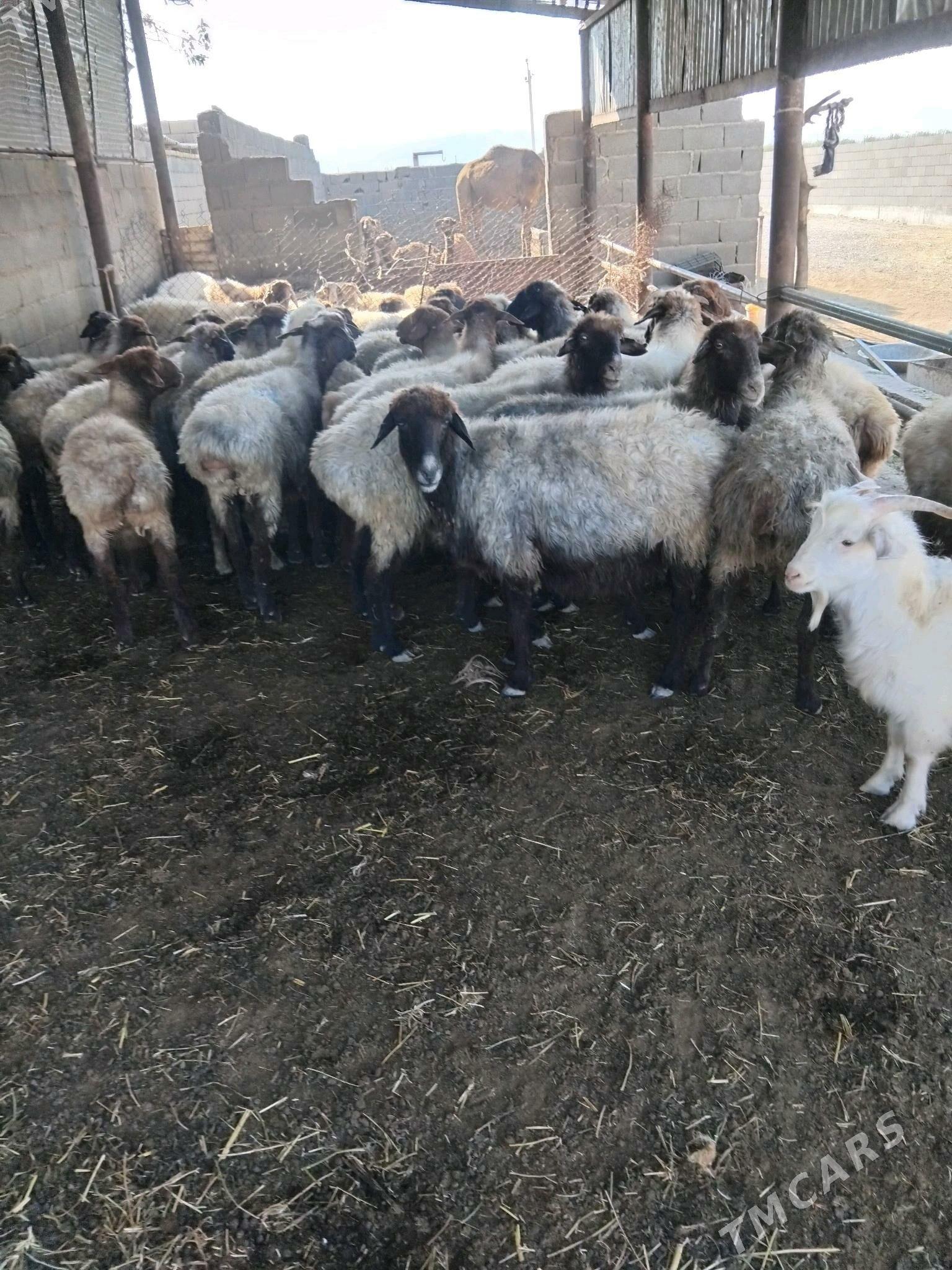 gysyr goyun - Bäherden - img 2