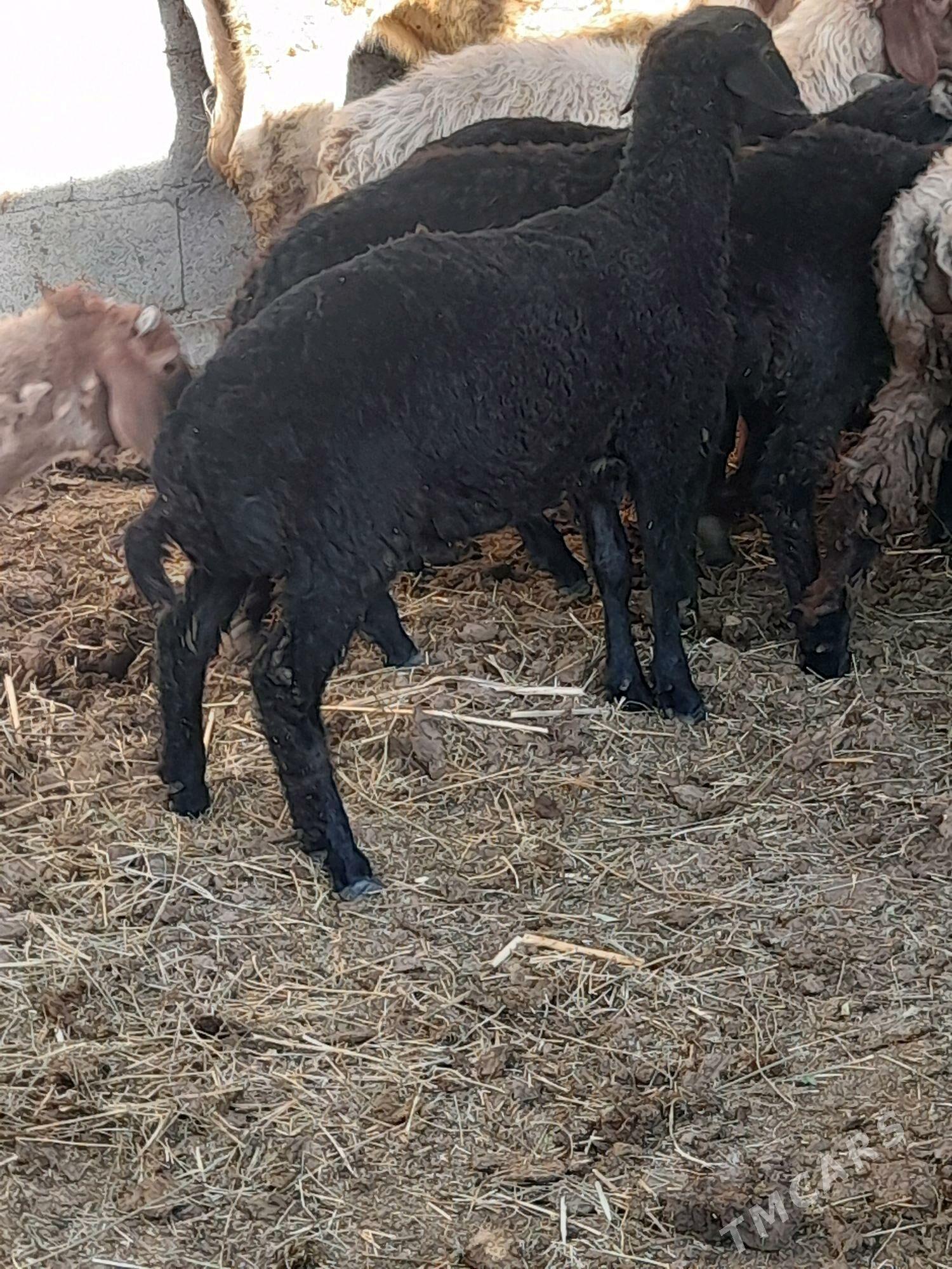 Goýun - Gökdepe - img 4