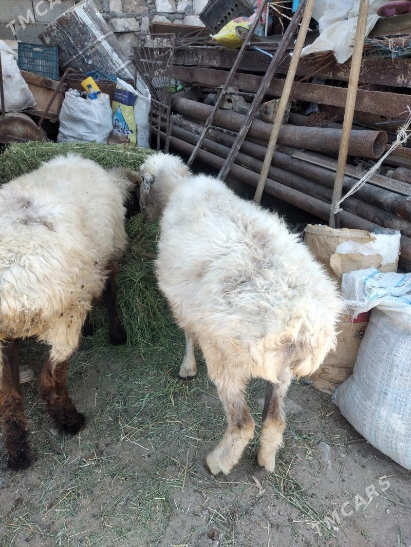 goyun - Gumdag - img 2