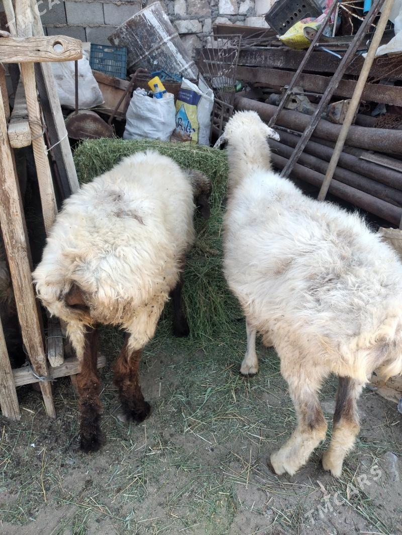 goyun - Gumdag - img 1