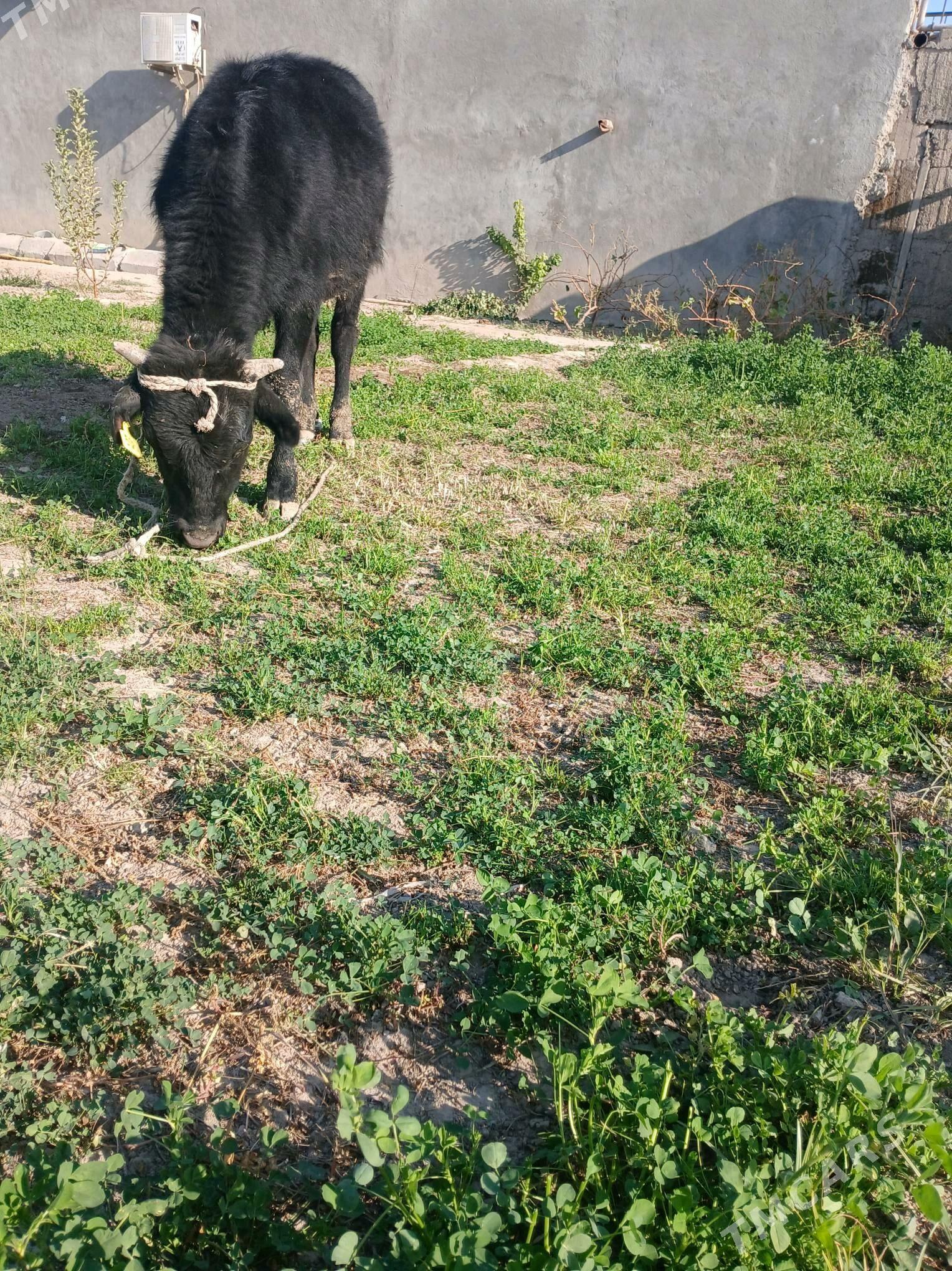 okuz - Gökje - img 4