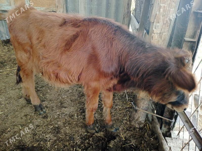 окузче - Mary - img 4