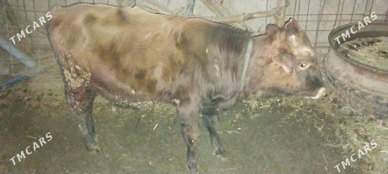 2 sagynly 2 ojek 1okuz - Халач - img 4