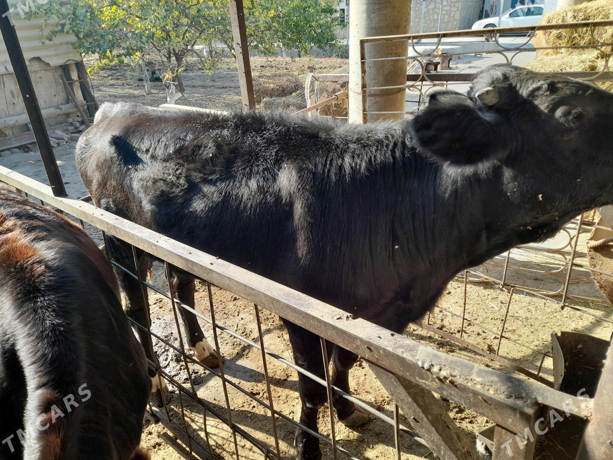 Gibrit tuwe - Бахарден - img 2