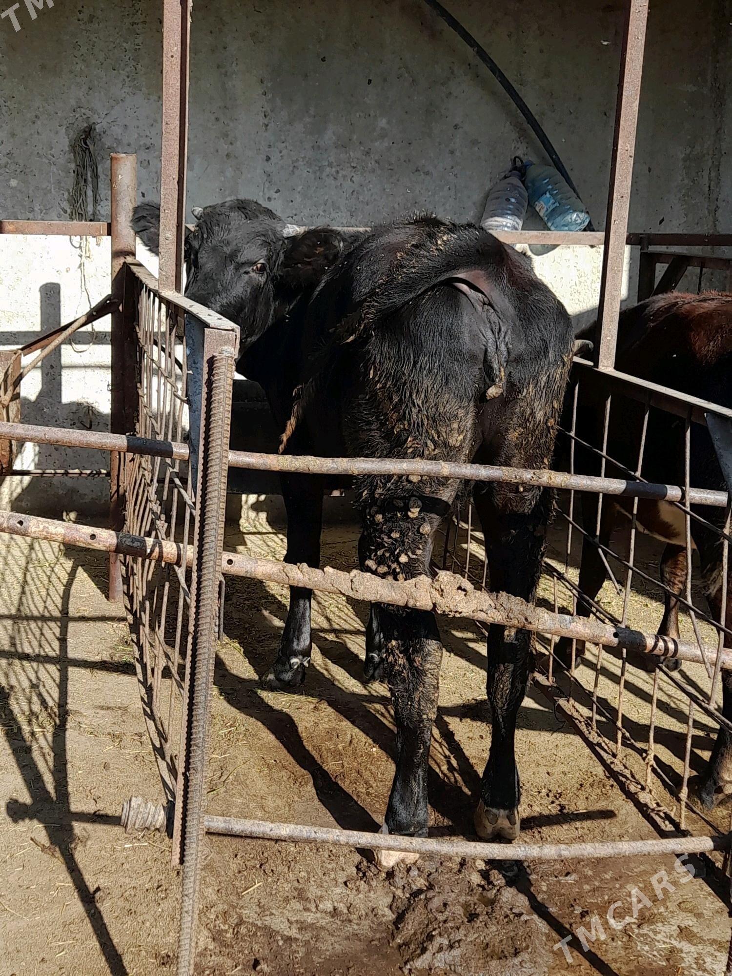 Gibrit tuwe - Бахарден - img 3