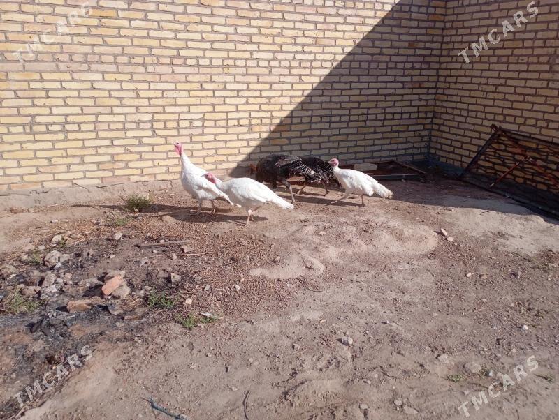 indýuklar - Фарап - img 4