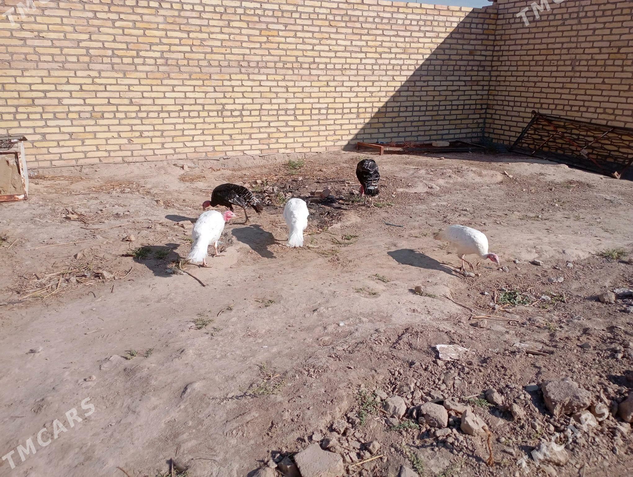 indýuklar - Фарап - img 1