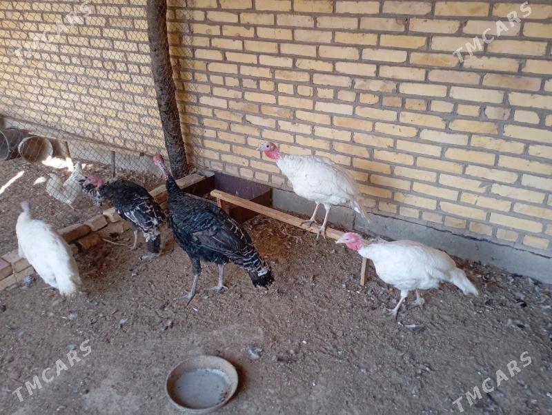 indýuklar - Фарап - img 5