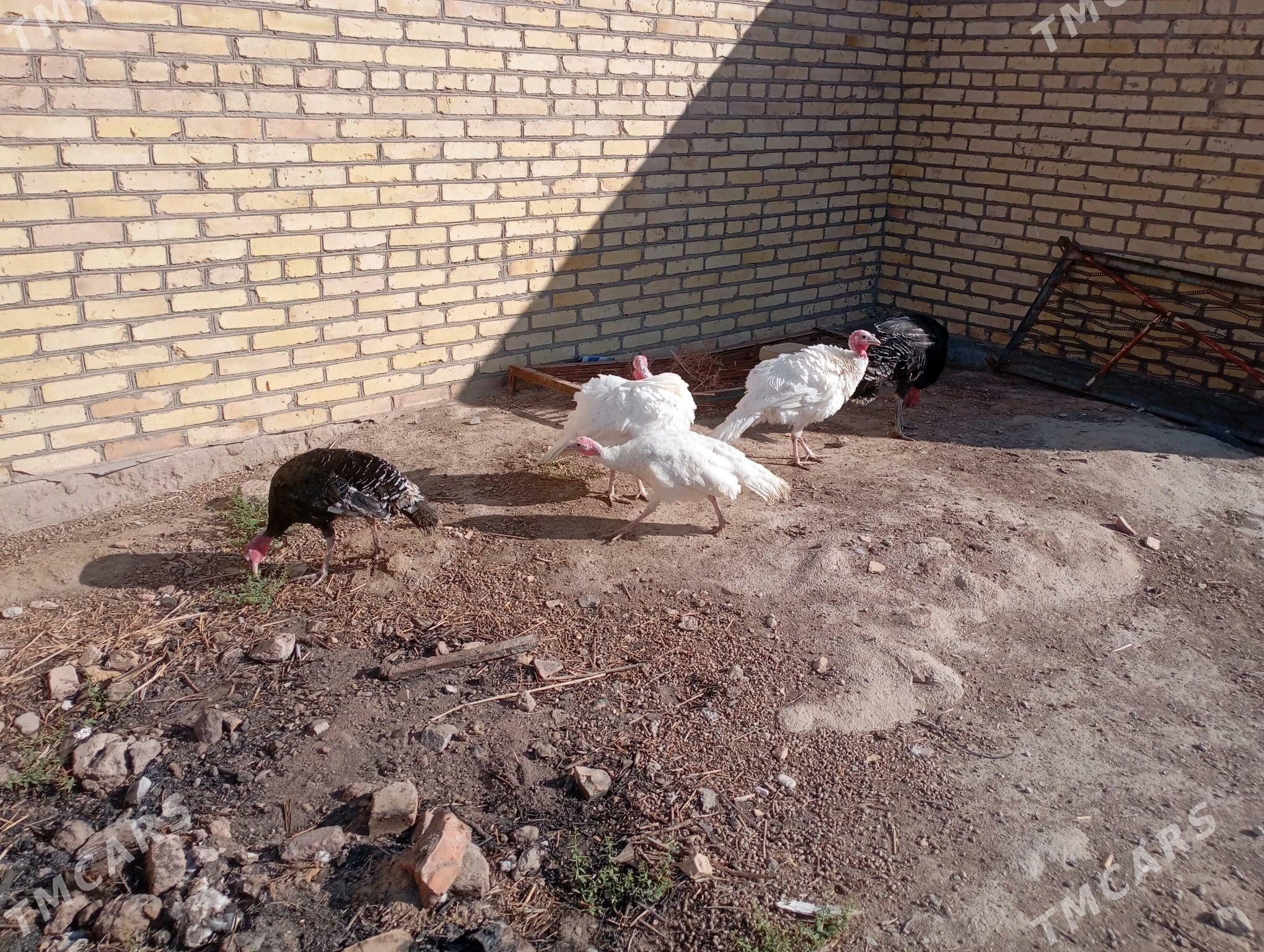 indýuklar - Фарап - img 2