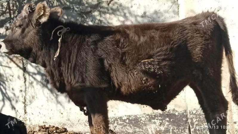 okuz - Бахарден - img 2