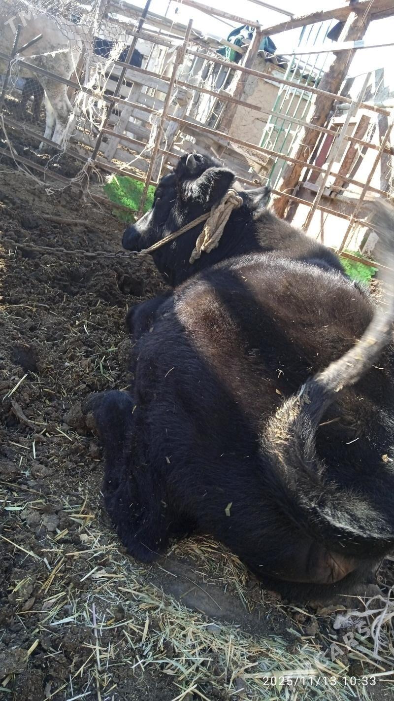 okuz - Бахарден - img 3