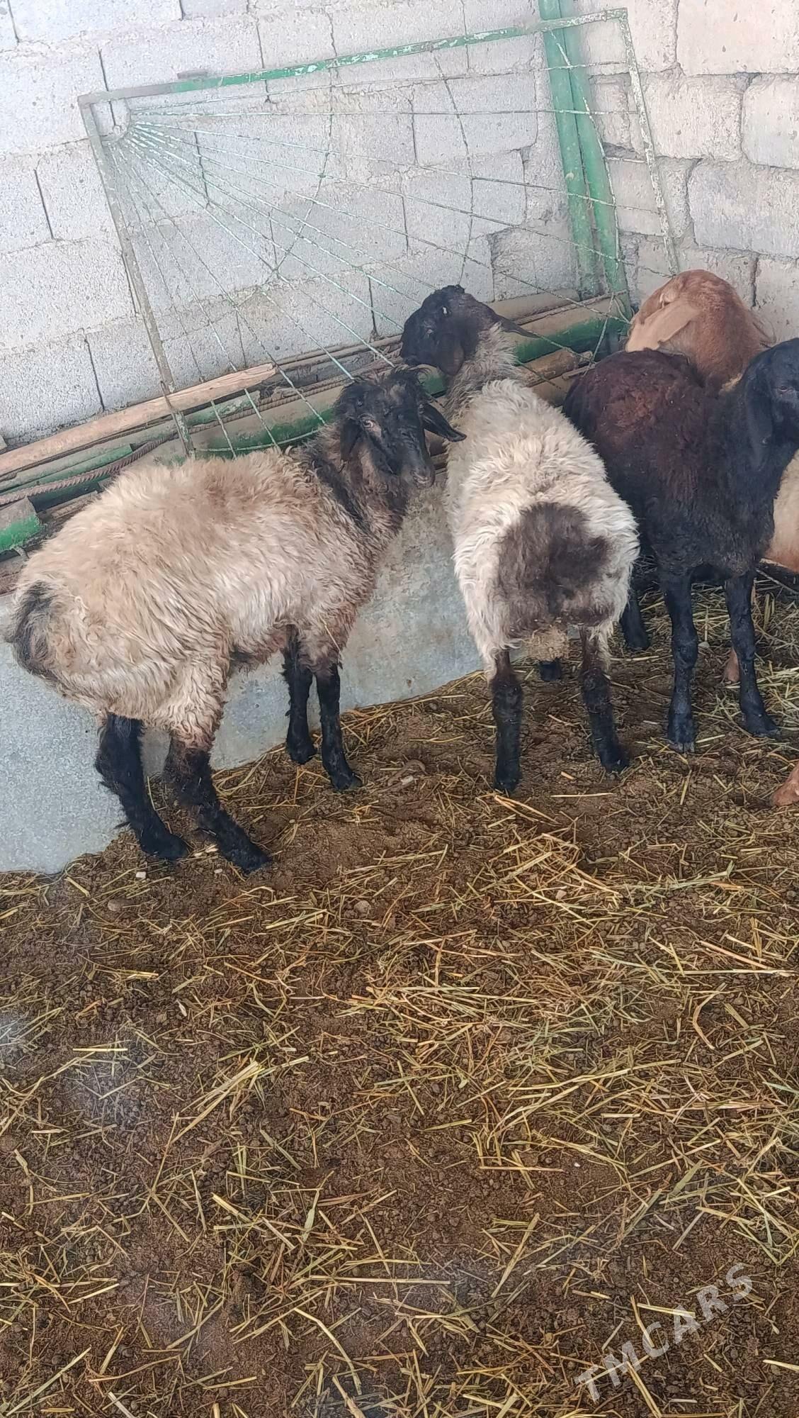 goyun - Änew - img 1