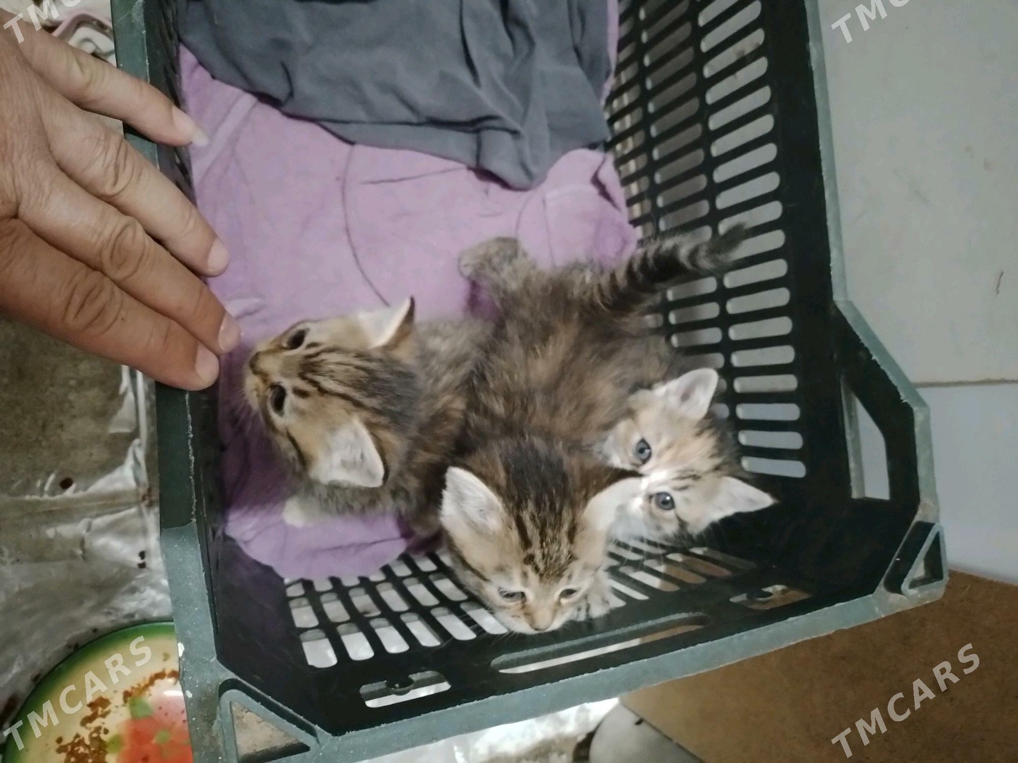 коты - Mary - img 2