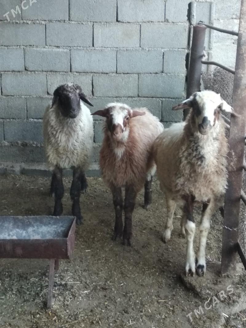 Goyun işşek - Гёкдже - img 2