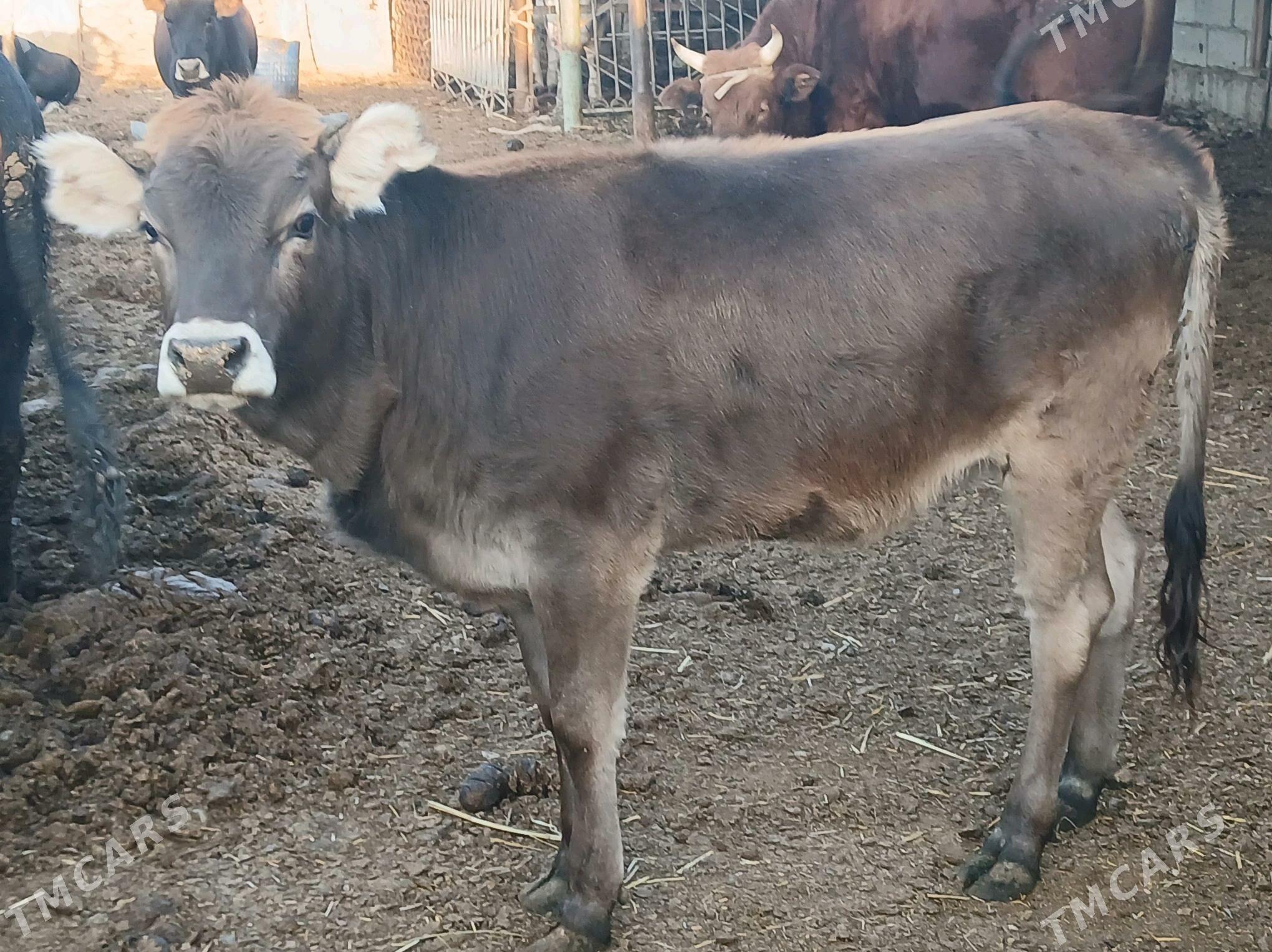 окузлер туве - Балканабат - img 3