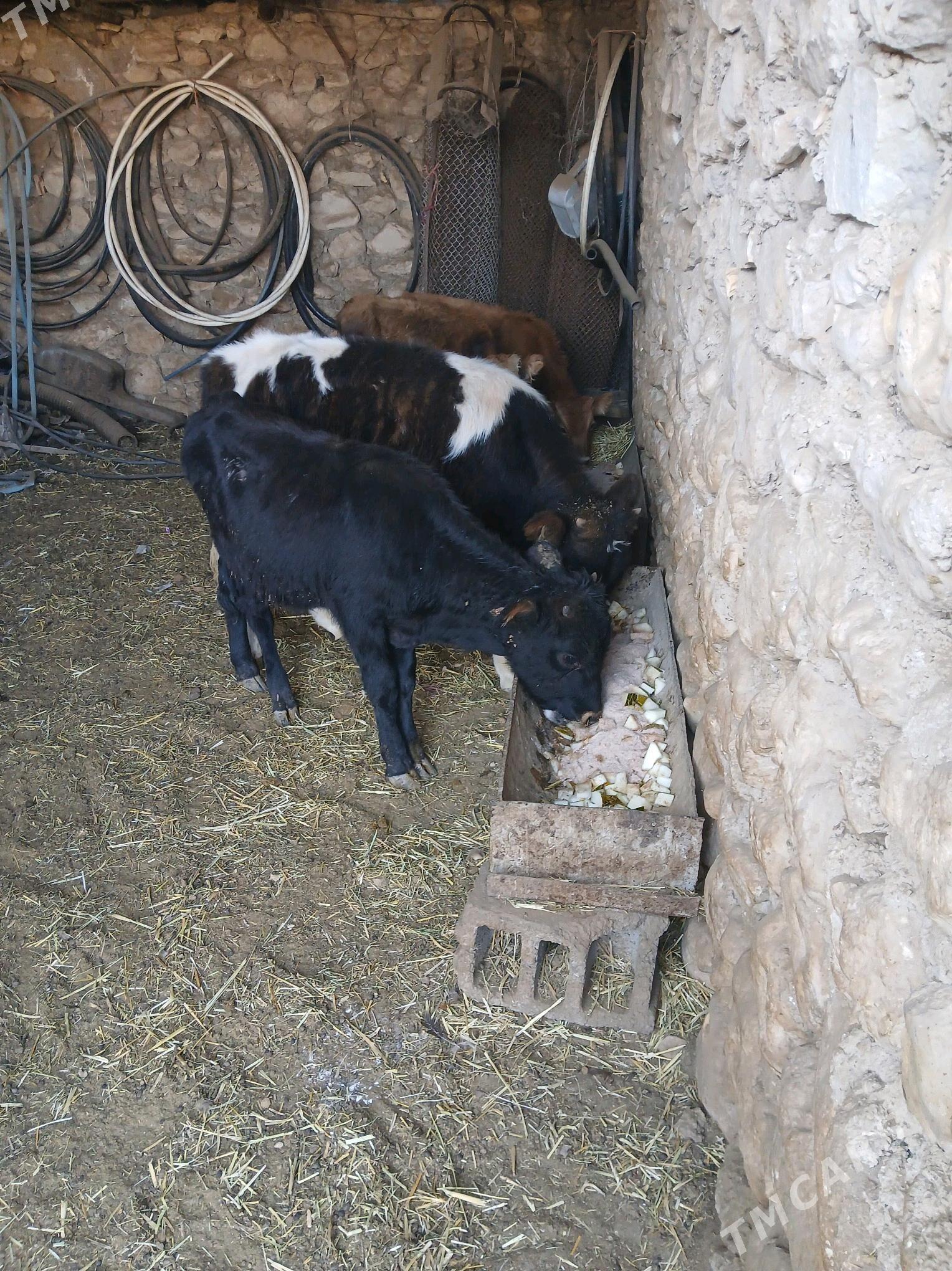 окузлер туве - Балканабат - img 1