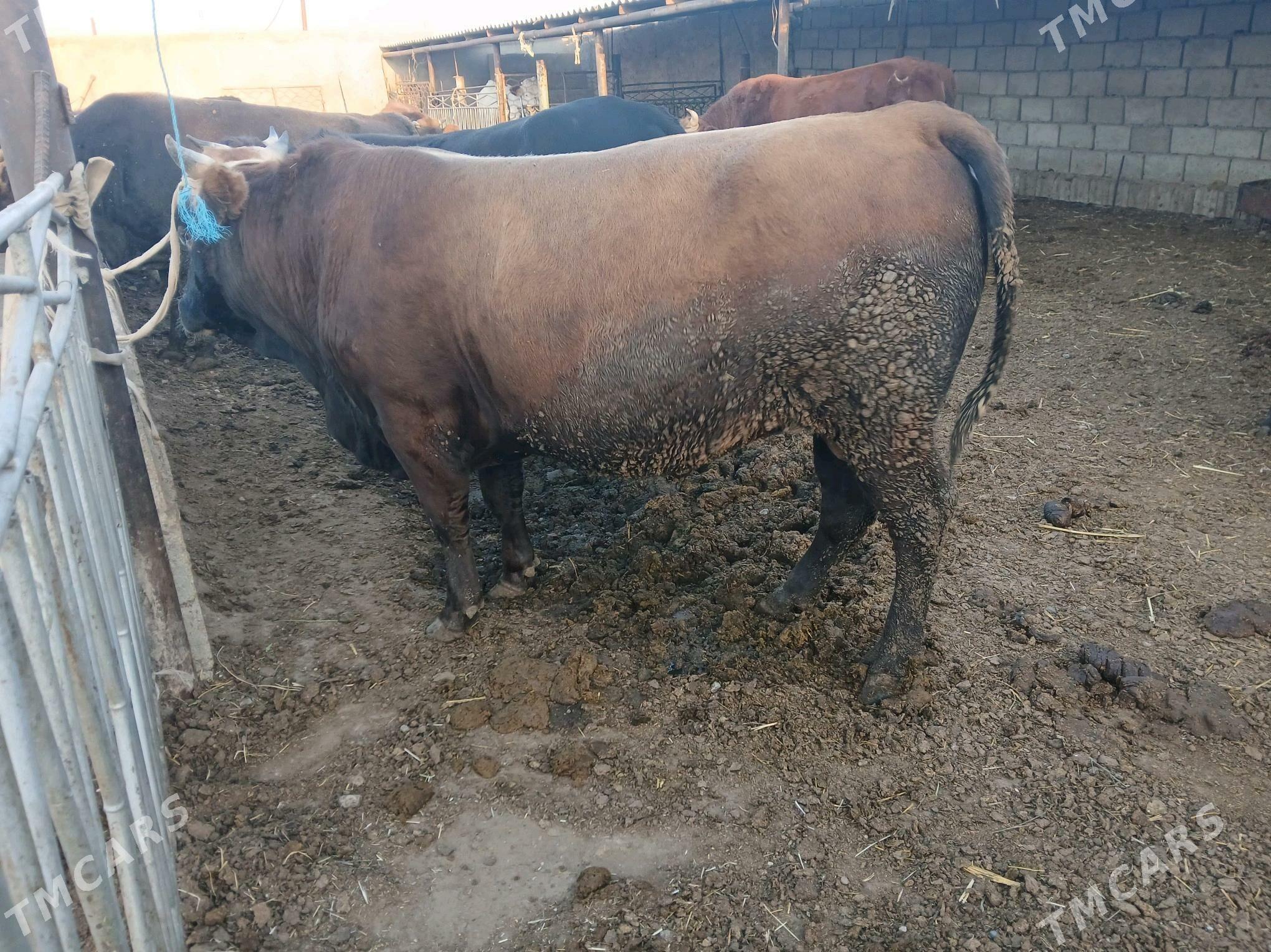 окузлер туве - Балканабат - img 2