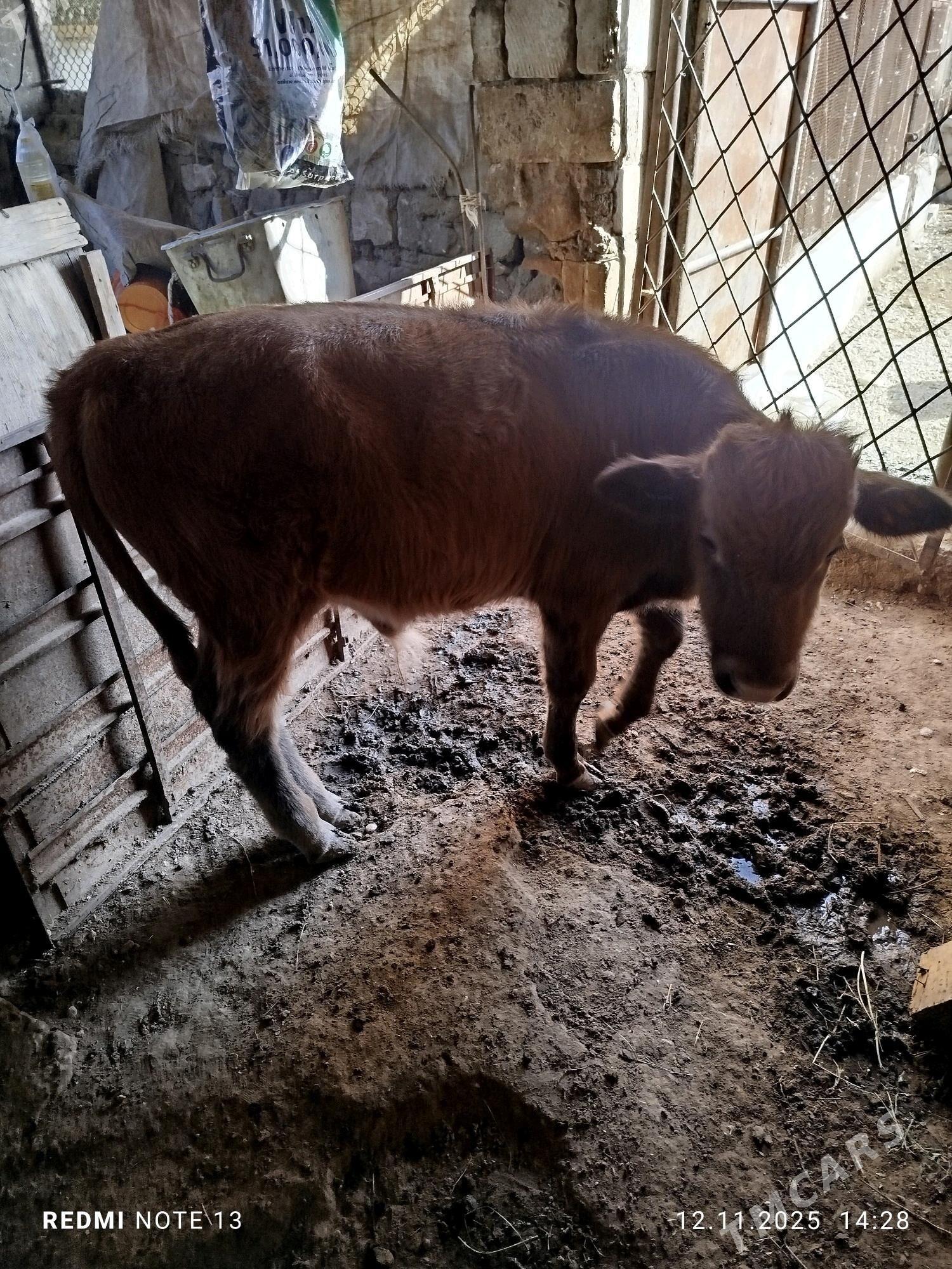 okuz - Balkanabat - img 1